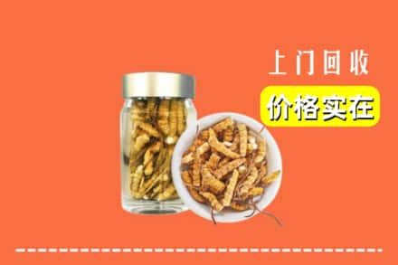 潍坊临朐县回收散虫草